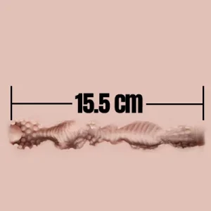15.5cm