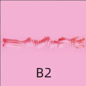 B2